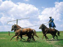 Excursion a la Puszta, espectaculo de caballos